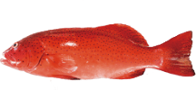 大西洋鮭魚(yú)